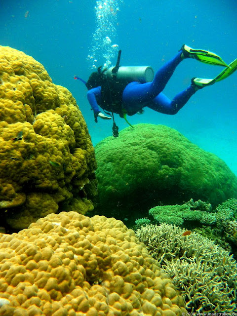 day trip to the Great Barrier Reef for snorkeling and diving
