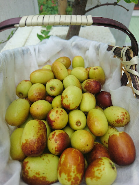紅棗，果實Red dates, fruit