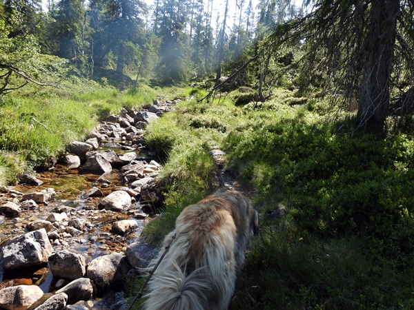 sti bekk leonberger