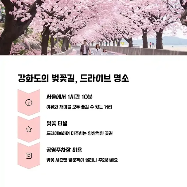 강화도의 벚꽃길