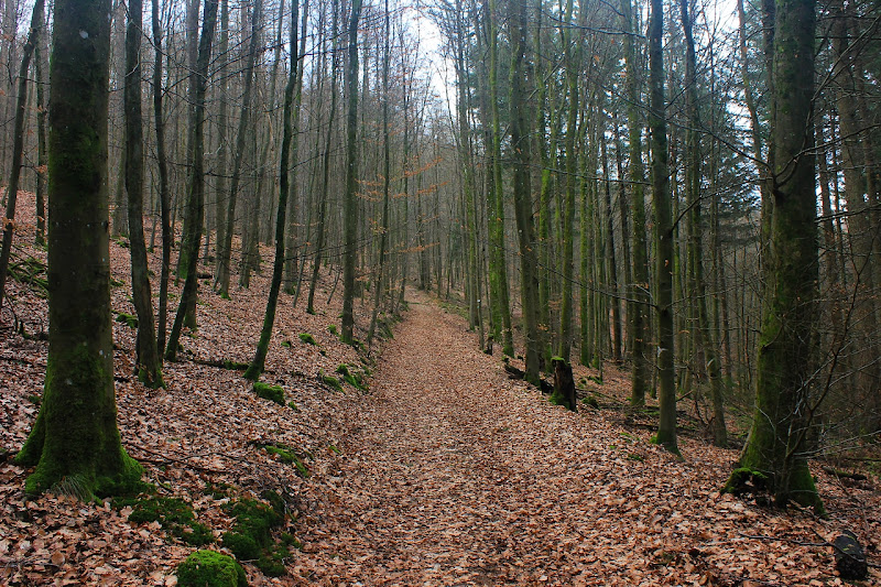 une forêt de hêtres