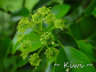 昆欄樹 - Kiwi