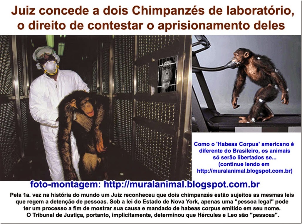 chimpanzes-habeascorpus