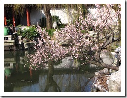 0920 - China - Nanjing- Plum Blossom Int. Festival