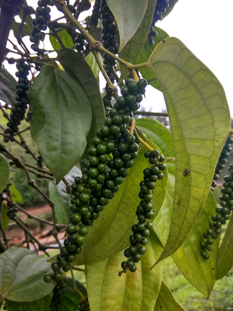 Pepper in valparai 