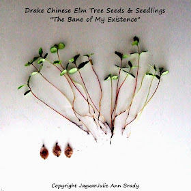 Drake Chinese Elm Tree Seeds and Seedlings