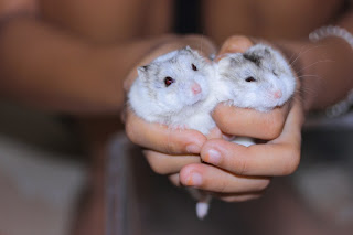 Hamster Campbell Normal Mottled