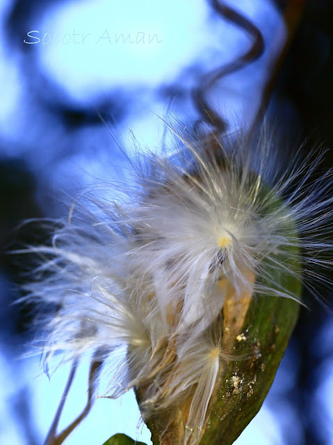 Marsdenia tomentosa