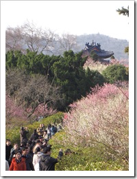 0955 - China - Nanjing- Plum Blossom Int. Festival