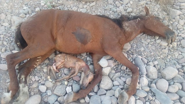 Denuncian envenenamiento de caballos en Palpalá