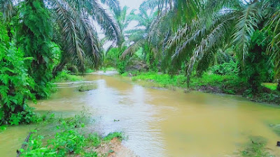 Hujan Semalaman Akibatkan Banjir, Warga Siabu Tidak Bisa Kekebun  Karena Jalan Putus Tergenang Air