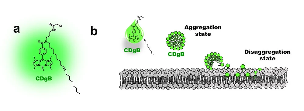 ▲ CDgB의 구조와 형광 발현 메커니즘