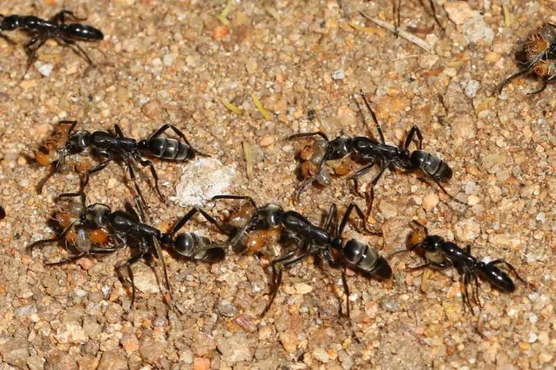 Hormigas Matabele llevando sus presas de termitas