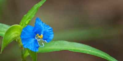 Widow's Tear, Fort Worth Nature Center