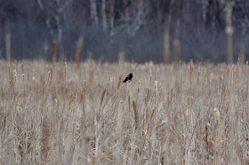 a red-winged blackbird has returned to the marsh