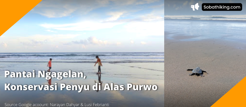 Pantai Ngagelan di Taman Nasional Alas Purwo, Banyuwagi merupakan wisata alam konservasi penangkaran penyu di pesisir Semenanjung Blambangan