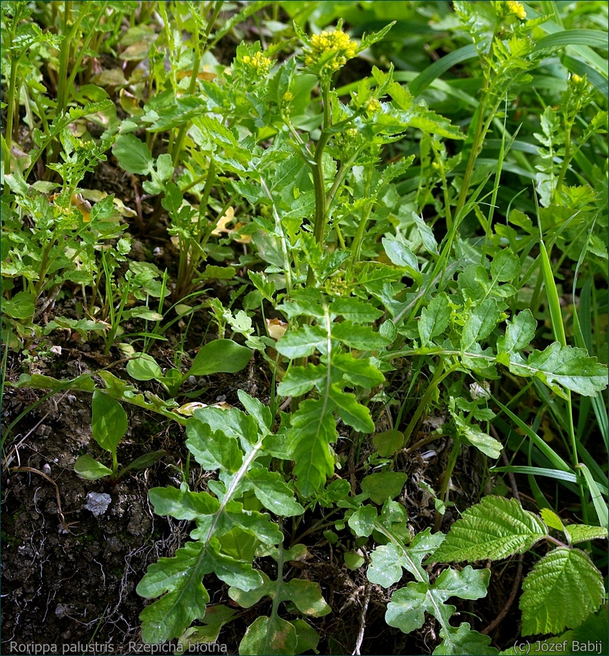 Rorippa palustris - Rzepicha błotna pokrój