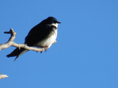 Lassen Volcanic National Park California birding hotspot