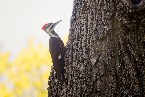 Pileaed Woodpecker