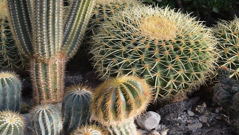 Cactus con espinas
