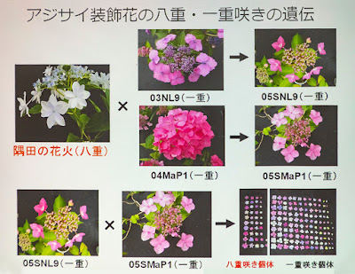 福岡バラ会講習会「紫陽花の遺伝」