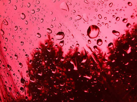 Rain of blood Picture