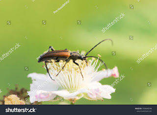 Penjelasan lengkap apa itu Kumbang tanduk panjang - Nova Ardiansyah