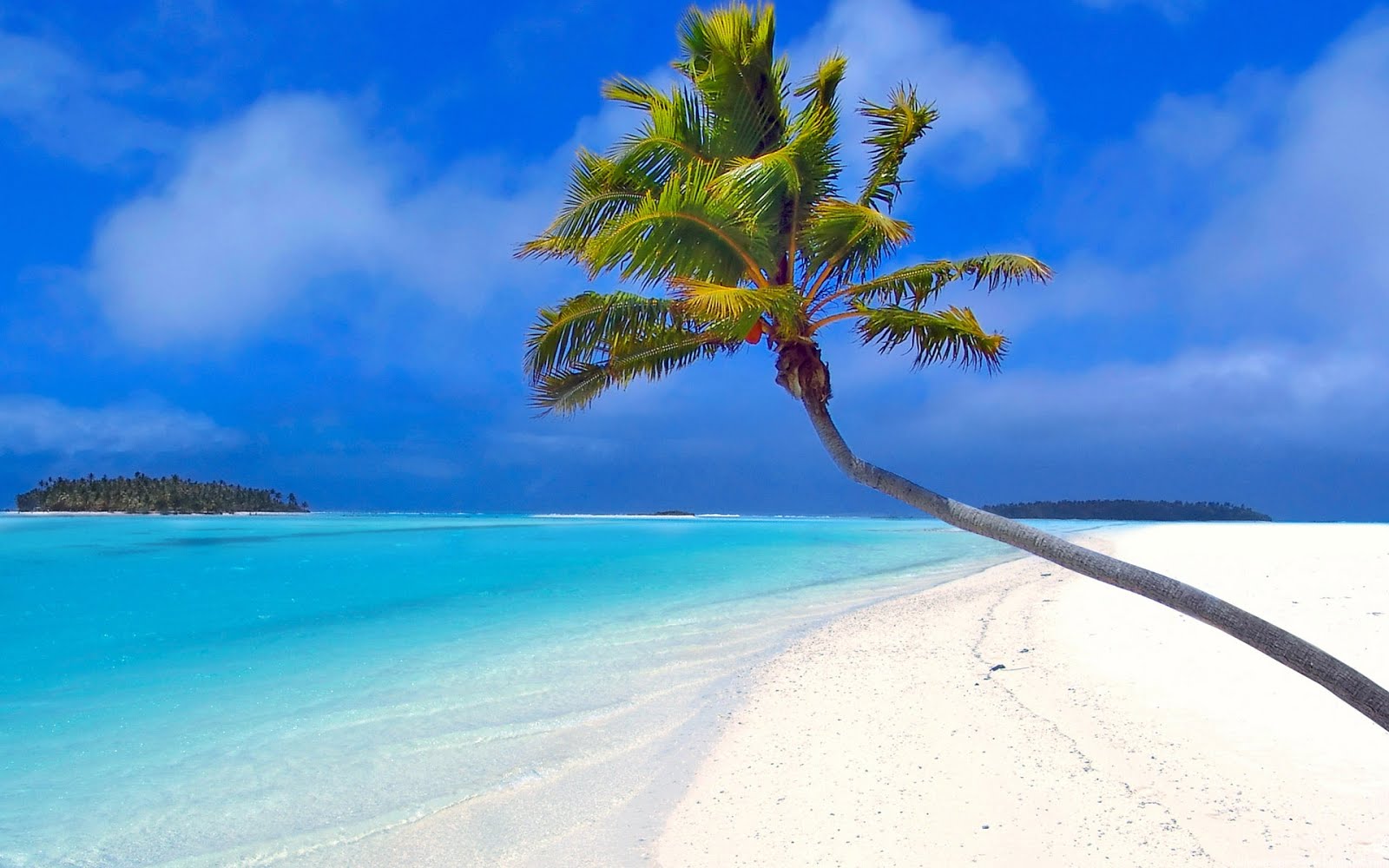 Beach Palm Tree Desktop
