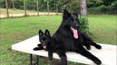Black German Shepherd Puppies For Sale Near Me