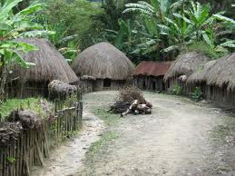 honai rumah suku adat suku dani