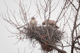 Christo and Amelia on their nest.