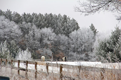 hoar frost or rime ice?