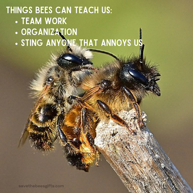 Save Bees Memes