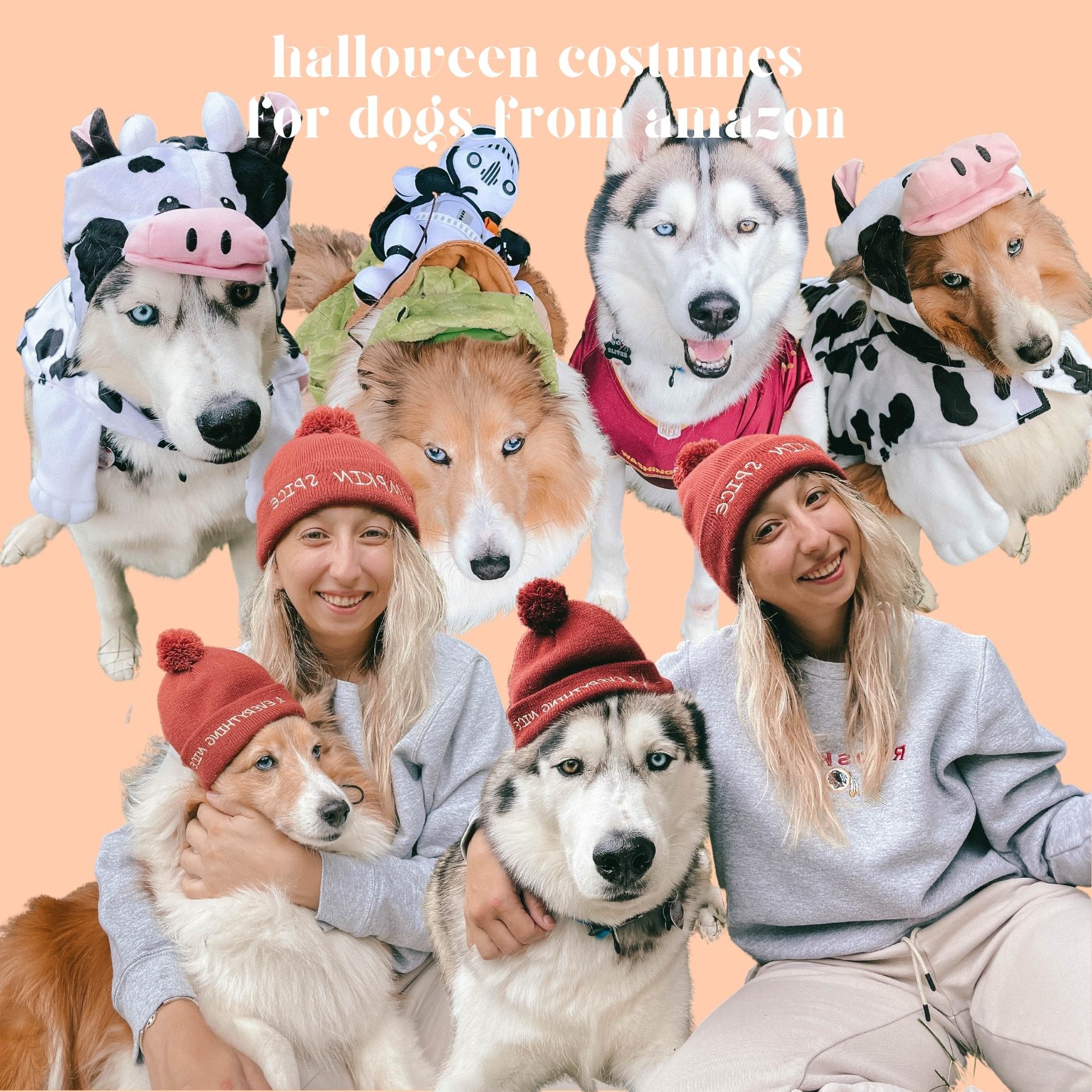 Halloween Costumes for Dogs from Amazon