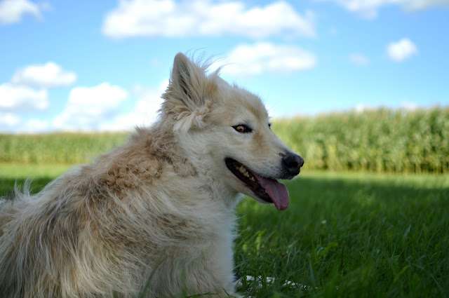 wolfdog eyes