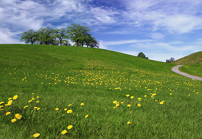 Minneslunden, Skogskyrkogården