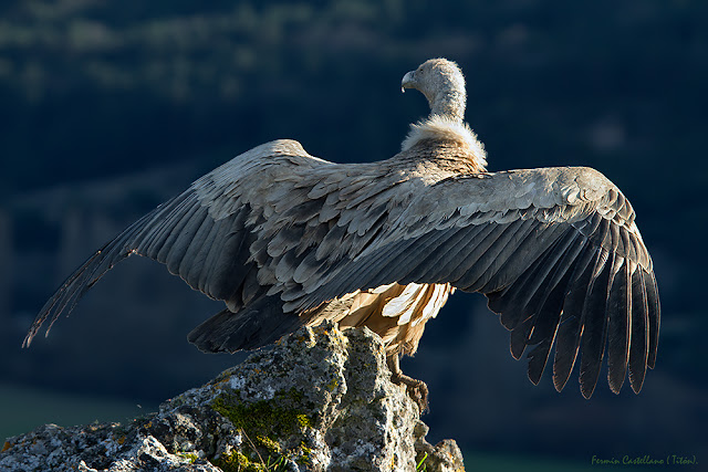 Buitre leonado (Gyps fulvus)