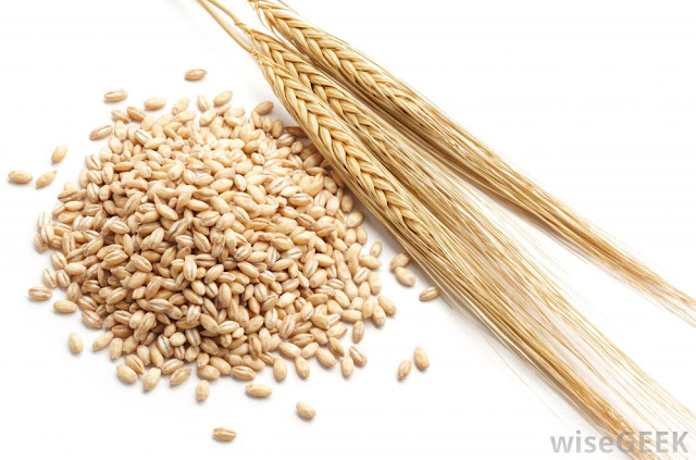 Barley,شعير،جۆ