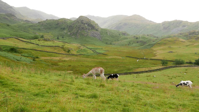 Alpaca and sheep