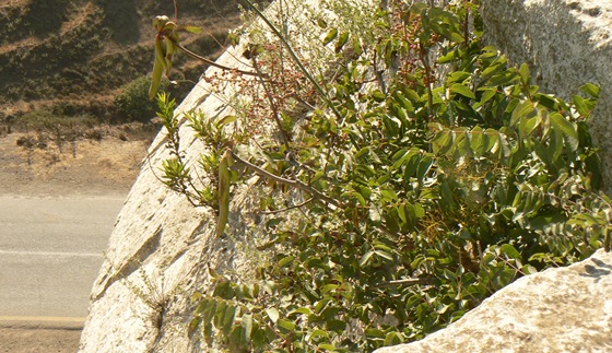 P1230249