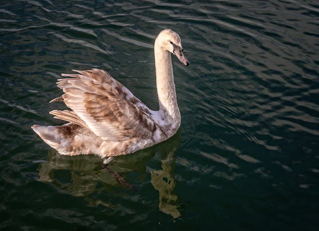 Photo of the lone cygnet waiting by Ravensdale for food