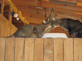Two Cats greet each other in a barn (www.BarnCatBuddies.org)