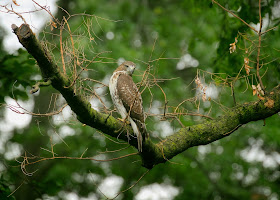 Tompkins Square red-tailed hawk fledgling