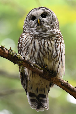 Barred Owl Trans Canada Trail British Columbia.