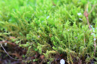 Moss Fremont Stair Project