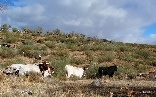 Lugros.Toros de la Peza