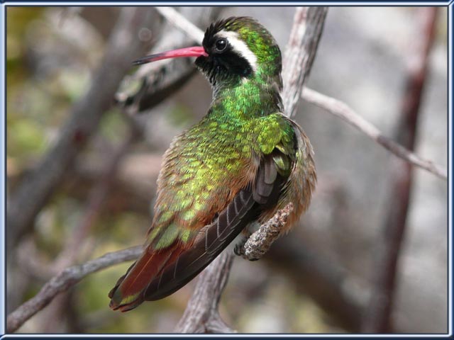 Xantus Hummingbird facts pictures