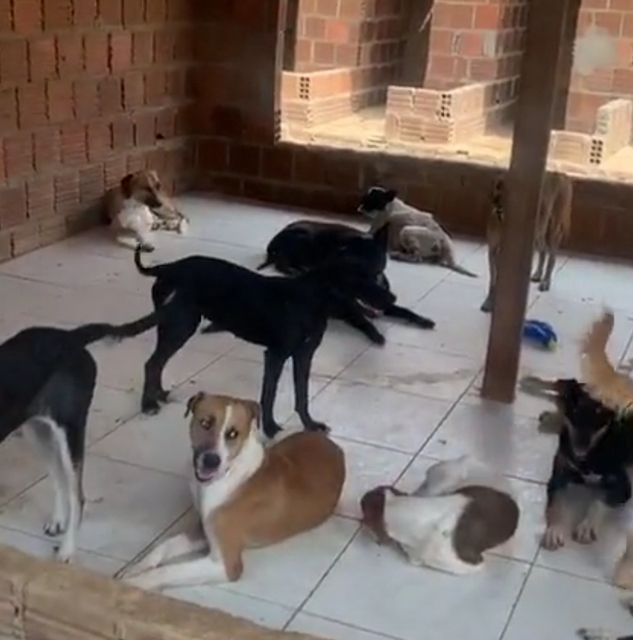 Sede de ONG da vereadora Nêga é invadida, vários cachorros são soltos e um Pitbull é roubado do local