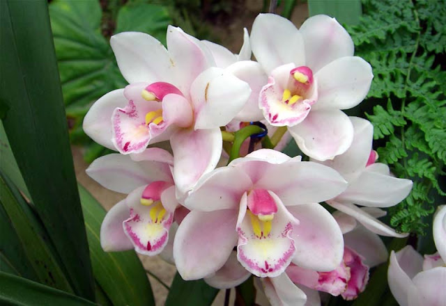 Cymbidium Flowers Pictures