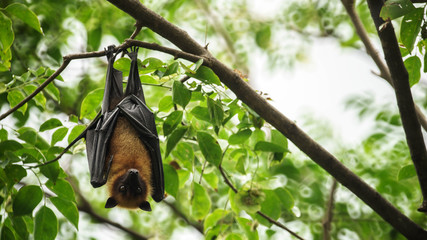 Vigilância de morcegos africanos para mitigar a transmissão do vírus Ebola Bombali